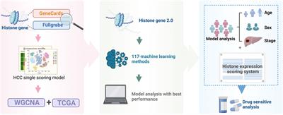 Prognostic characteristics and drug sensitivity analysis of hepatocellular carcinoma based on histone modification-related genes: a multi-omics integrated study revealing potential therapeutic targets and individualized treatment strategies